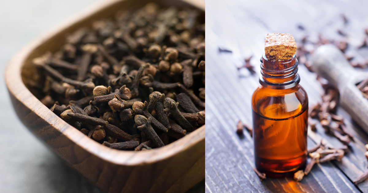 10 PROVEN Medicinal Clove And Clove Oil Uses In Everyday Life