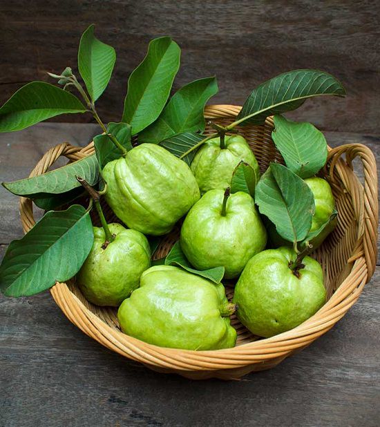 guava leaves