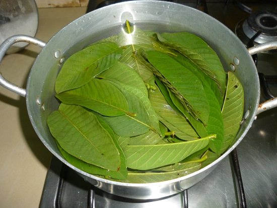 guava leaves2