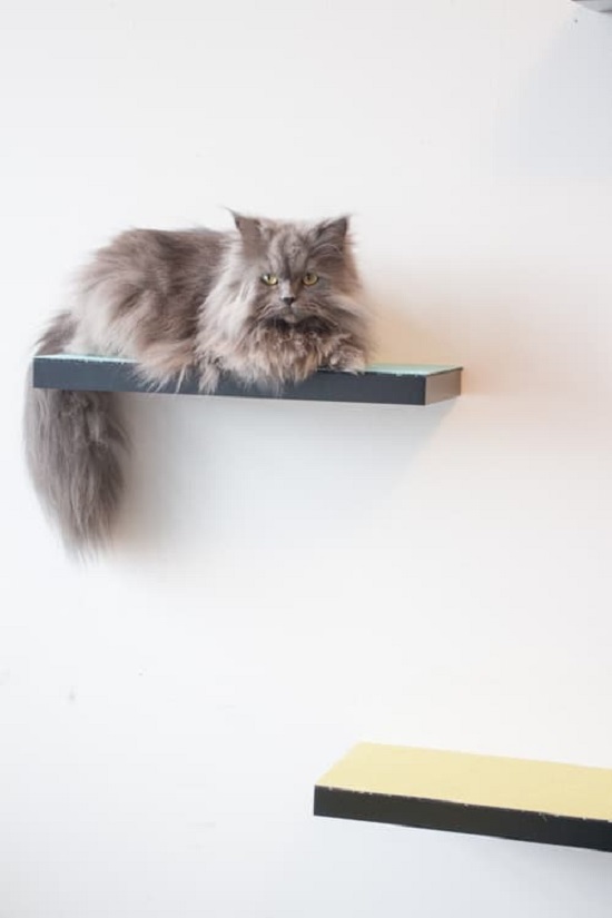 DIY Floating Cat Shelves