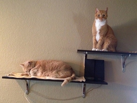 DIY Floating Cat Shelves