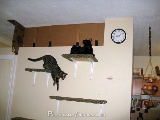 DIY Floating Cat Shelves