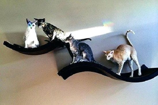 DIY Cat Shelves