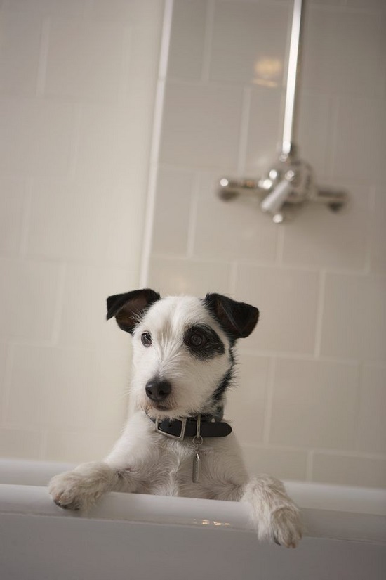 Best Homemade Dog Shampoo 18