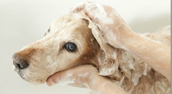 Best Homemade Dog Shampoo 17