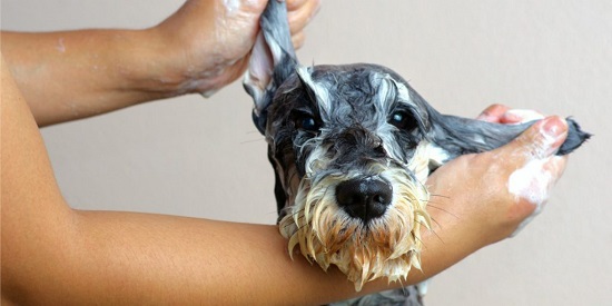 Best Homemade Dog Shampoo 20