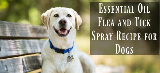 Homemade Flea Spray For Dogs 5