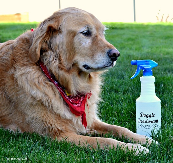 Homemade Deodorant Spray for Dogs