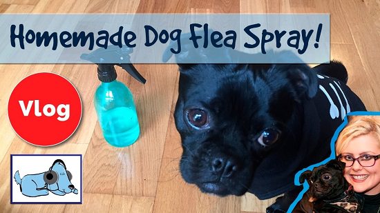 Homemade Flea Spray For Dogs 2