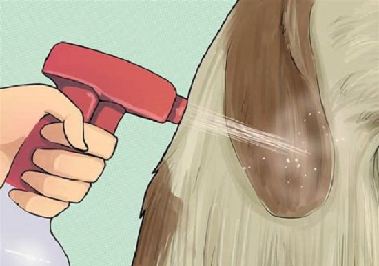 Homemade Flea Spray For Dogs 4