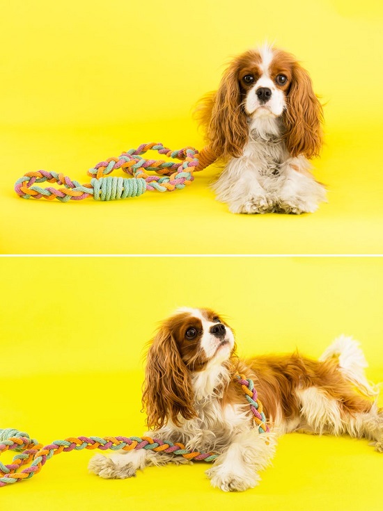 Check out these 21 DIY Dog Leash Ideas to make a handmade leash all by yourself for your favorite companion.