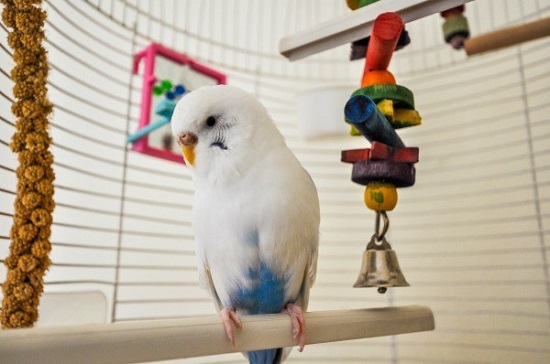 Homemade DIY Bird Toys Ideas