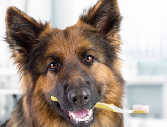 dog toothpaste recipes for gum health