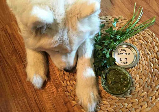 diy dog toothpaste for fresh breath