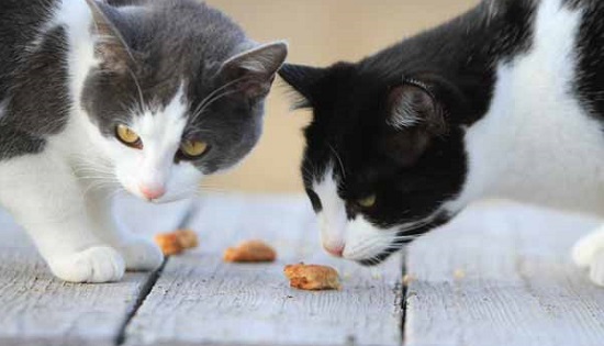 Homemade cat treats DIY