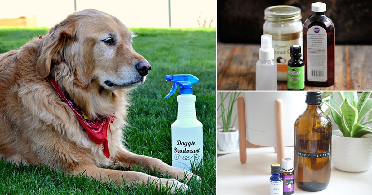 12 Homemade Deodorant Spray for Dogs DIY Dog Deodorizer Spray