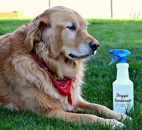 Homemade Deodorant Spray for Dogs 5