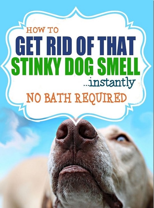 How To Get Rid Of That Stinky Dog Smell