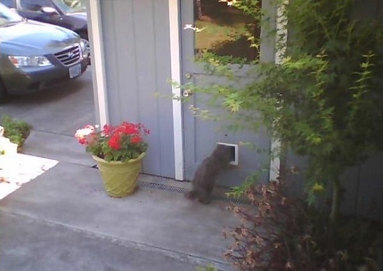 Tweeting Cat Door