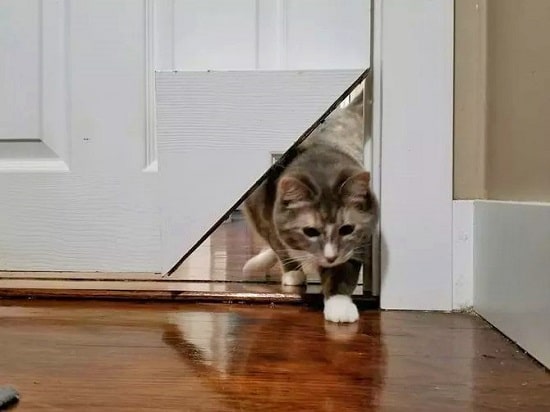 Corner Of Door Into a Cat Pass