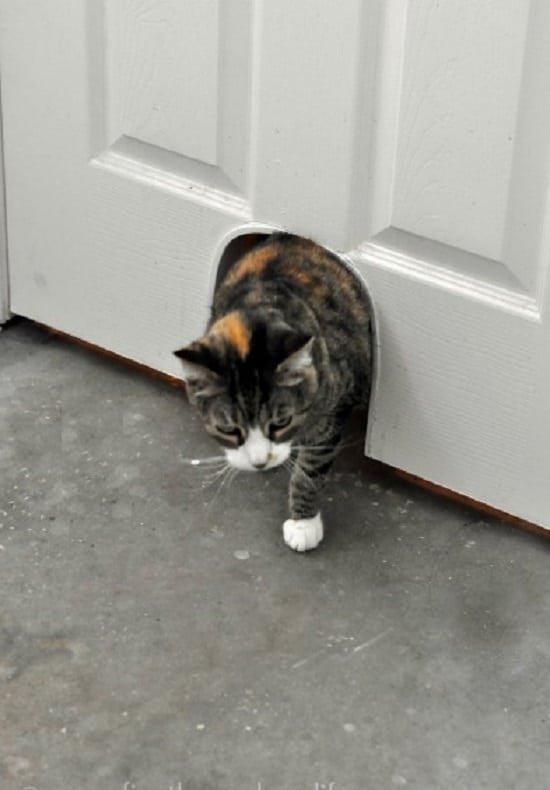 DIY Cat Potty Door