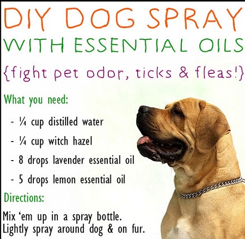 Homemade Deodorant Spray for Dogs 2