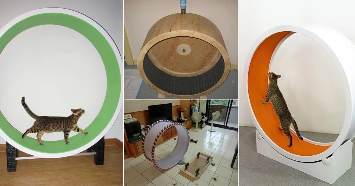 8 Cat Exercise Wheel DIY Projects DIY Cat Wheel Ideas ⋆ Bright Stuffs