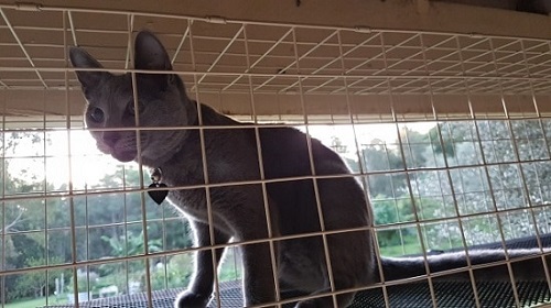 DIY Cat Enclosure Plans 4