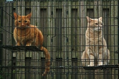 DIY cat enclosure plan 5