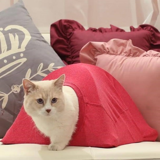 DIY Cat Tent15