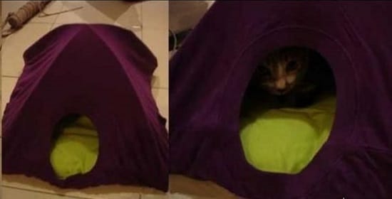 DIY Cat Tent6