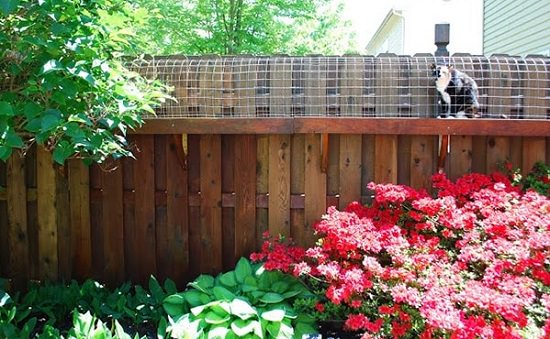 Here're some of the best DIY Cat Enclosure Plans that will allow your cat to enjoy a safe and fun-filled outdoor time.