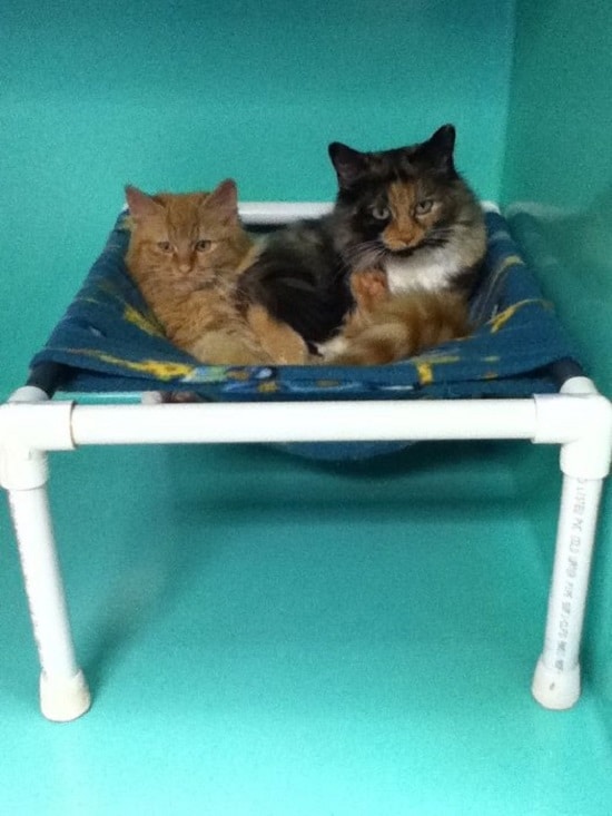 Large Cat Beds