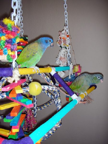 34 Homemade DIY Budgie Toys Ideas ⋆ Bright Stuffs