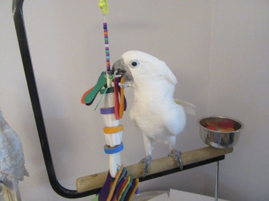 34 Homemade DIY Budgie Toys Ideas ⋆ Bright Stuffs