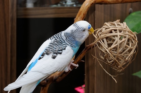 34 Homemade DIY Budgie Toys Ideas ⋆ Bright Stuffs