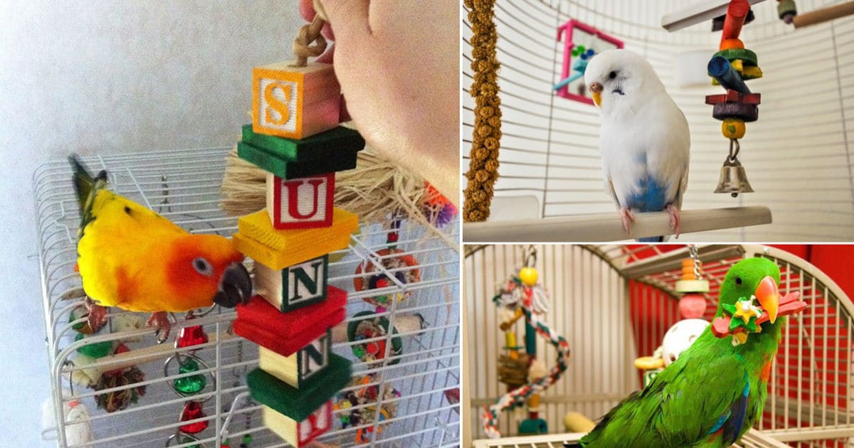 cheap budgie toys