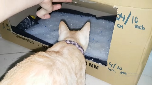 DIY Cat Litter Box 7