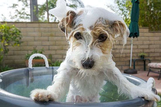 Homemade Dog Shampoo