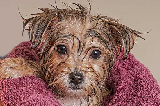 DIY Flea Shampoo For Dogs 6