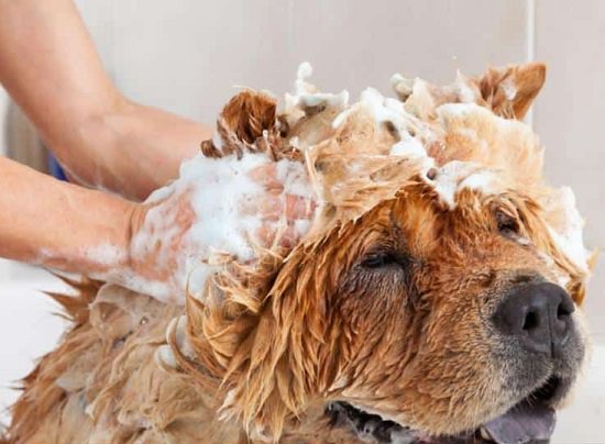 DIY Flea Shampoo For Dogs 1
