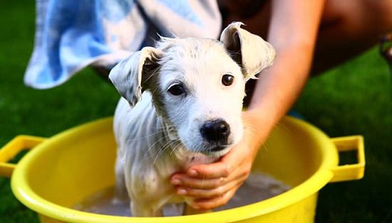 Flea Shampoo With Shea Butter