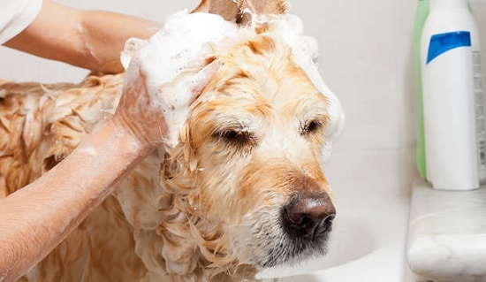 DIY Flea Shampoo For Dogs7