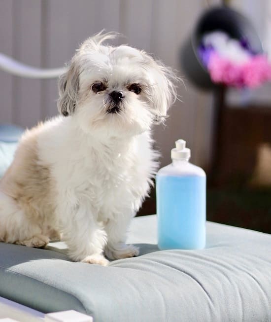 DIY Flea Shampoo For Dogs 2