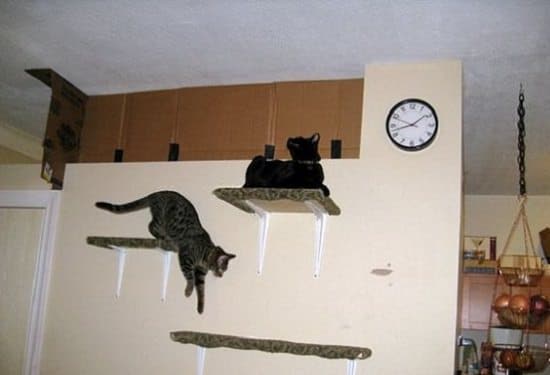 Cat Climbing Shelves