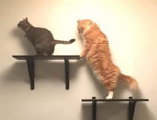 DIY Floating Cat Shelves2