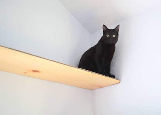 Simple Cat Shelves