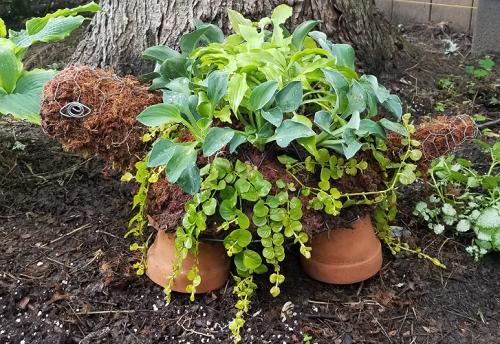 Mini Wire Hosta Turtle Topiary