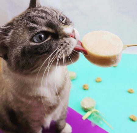 12 DIY Frozen Cat Treats | Cat Treats DIY ⋆ Bright Stuffs