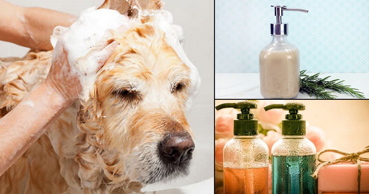 27 DIY Flea Shampoo For Dogs To Get Rid